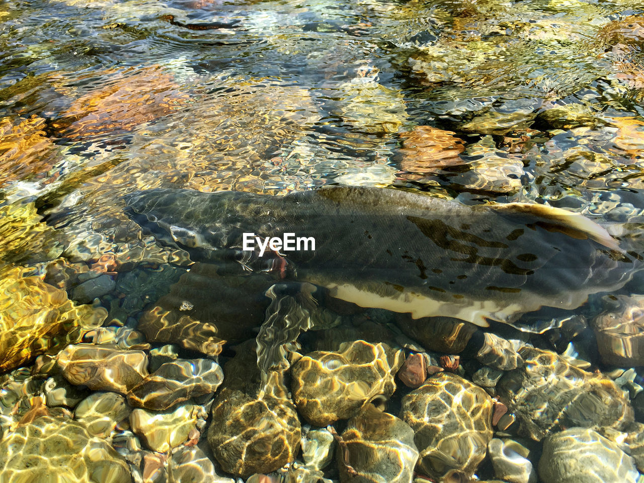 HIGH ANGLE VIEW OF FISH IN WATER