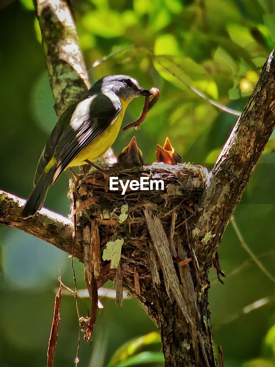 Bird feeding young ones in nest