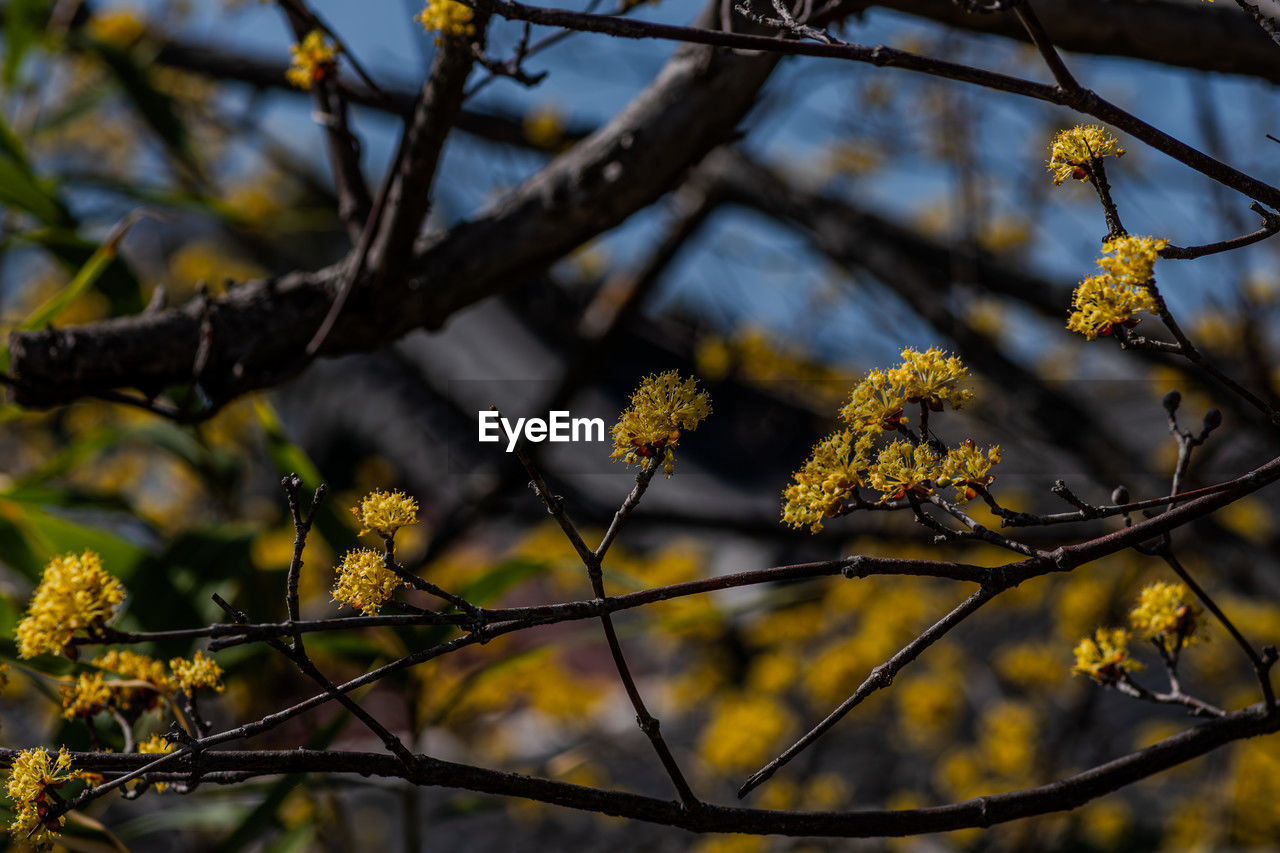 plant, nature, branch, tree, yellow, sunlight, leaf, autumn, flower, beauty in nature, focus on foreground, no people, growth, blossom, flowering plant, outdoors, day, close-up, sky, tranquility, plant part, spring, freshness, twig, low angle view, food, food and drink