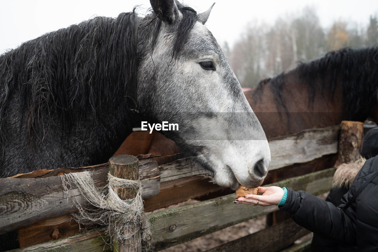 A horse takes food from the hand of a man behind a wooden fence