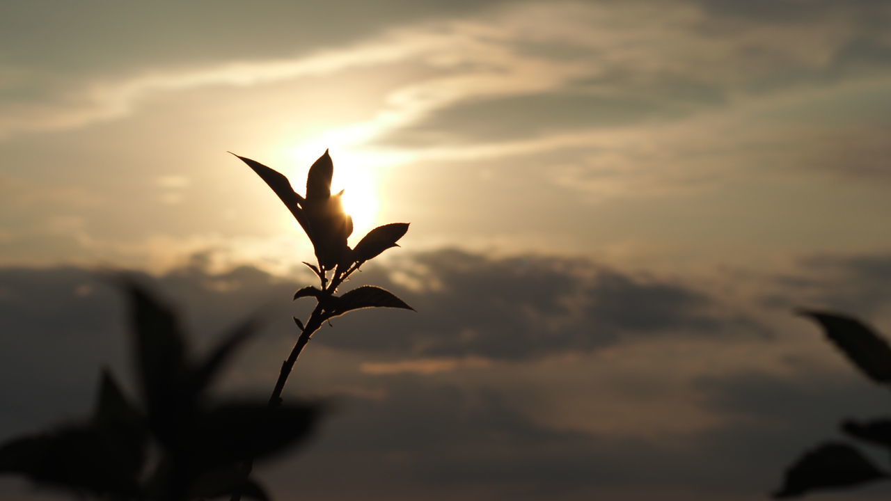 LOW ANGLE VIEW OF SILHOUETTE PLANT AGAINST SKY AT SUNSET