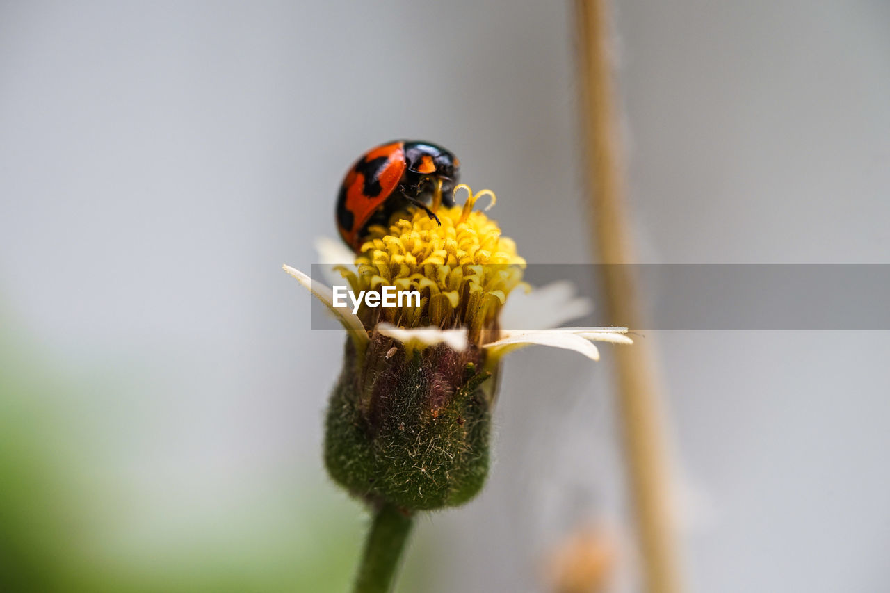 flower, insect, animal wildlife, yellow, animal themes, plant, animal, flowering plant, beauty in nature, macro photography, close-up, nature, fragility, wildlife, one animal, freshness, green, focus on foreground, flower head, ladybug, no people, petal, beetle, plant stem, macro, growth, outdoors, pollen, bee, selective focus, magnification, day, springtime