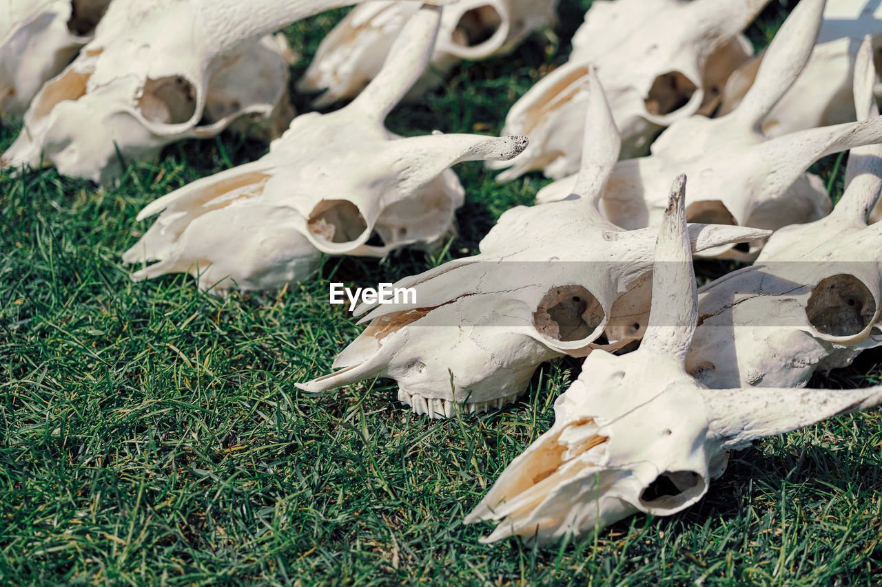 Close up of goat skulls on meadow