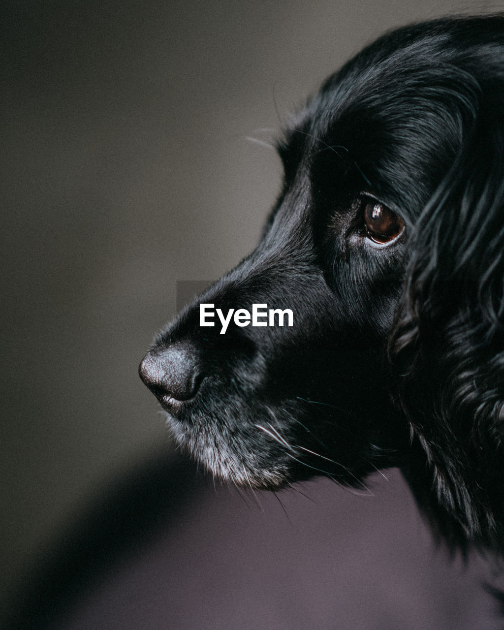 Close-up of dog looking away