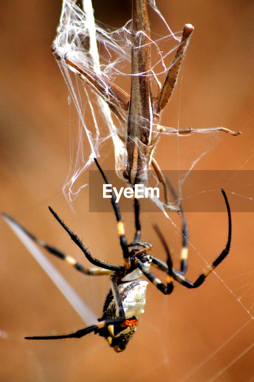 Spider and insect in spider web