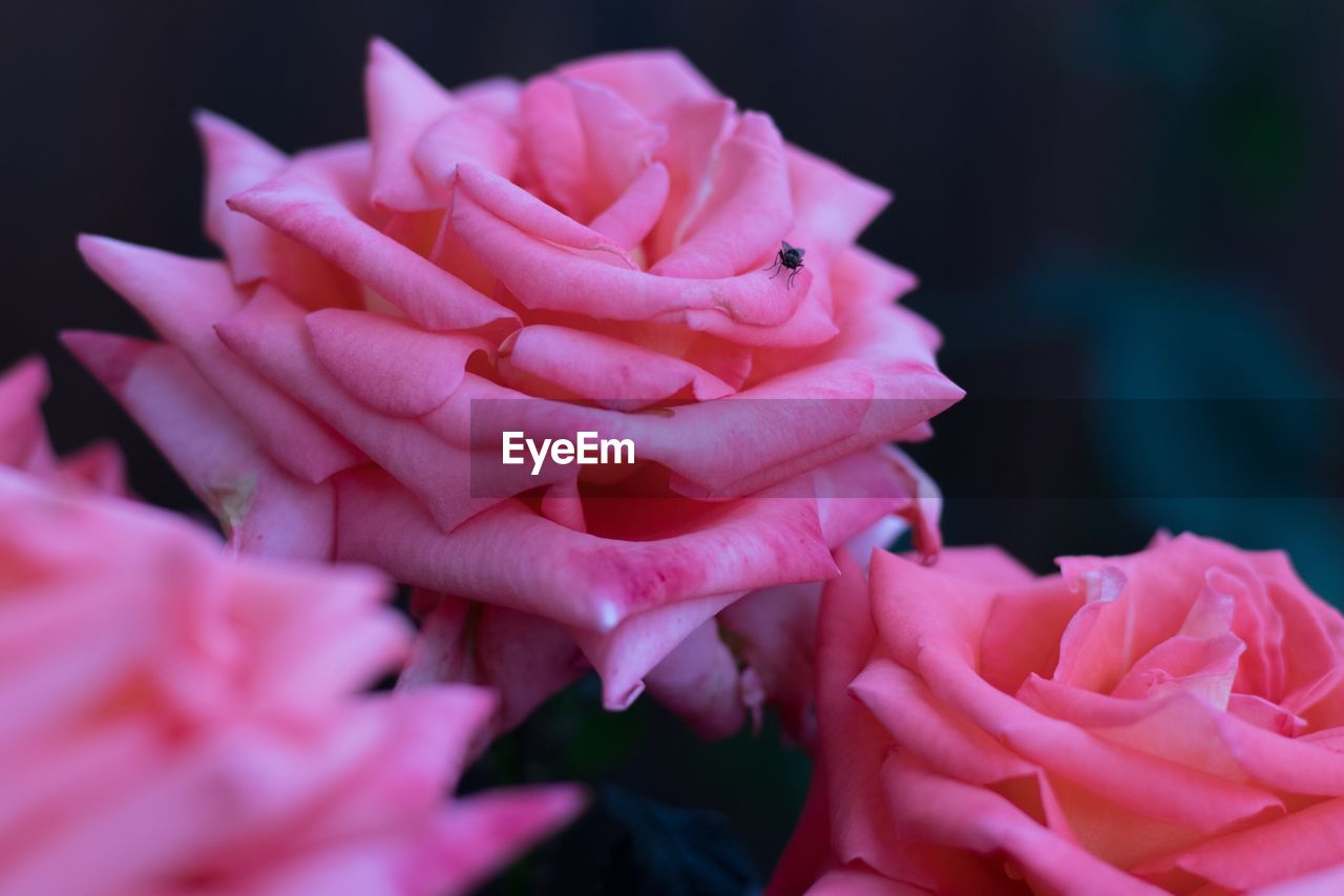 CLOSE-UP OF PINK ROSES