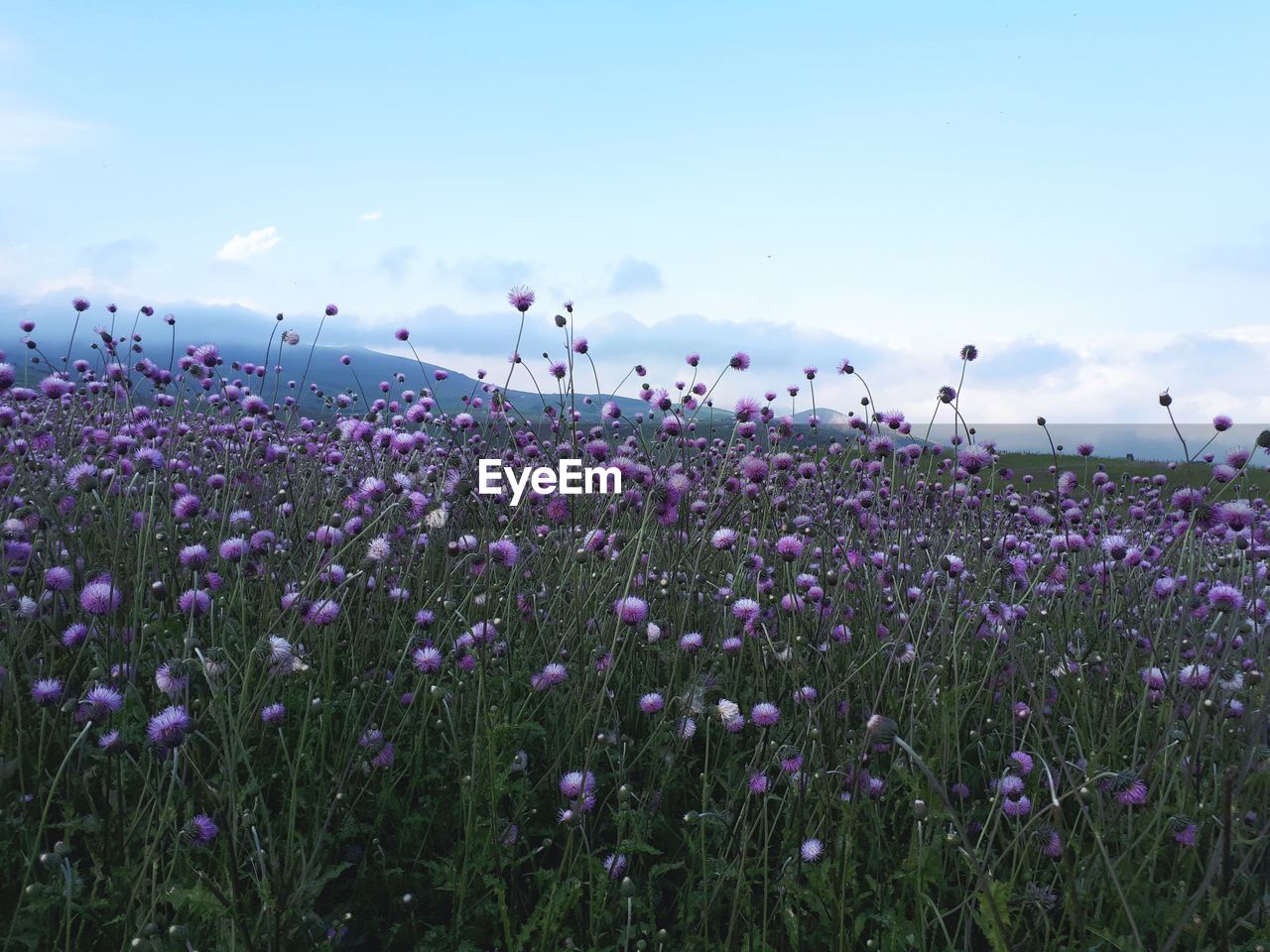 CLOSE-UP OF PURPLE FLOWERING PLANTS ON FIELD