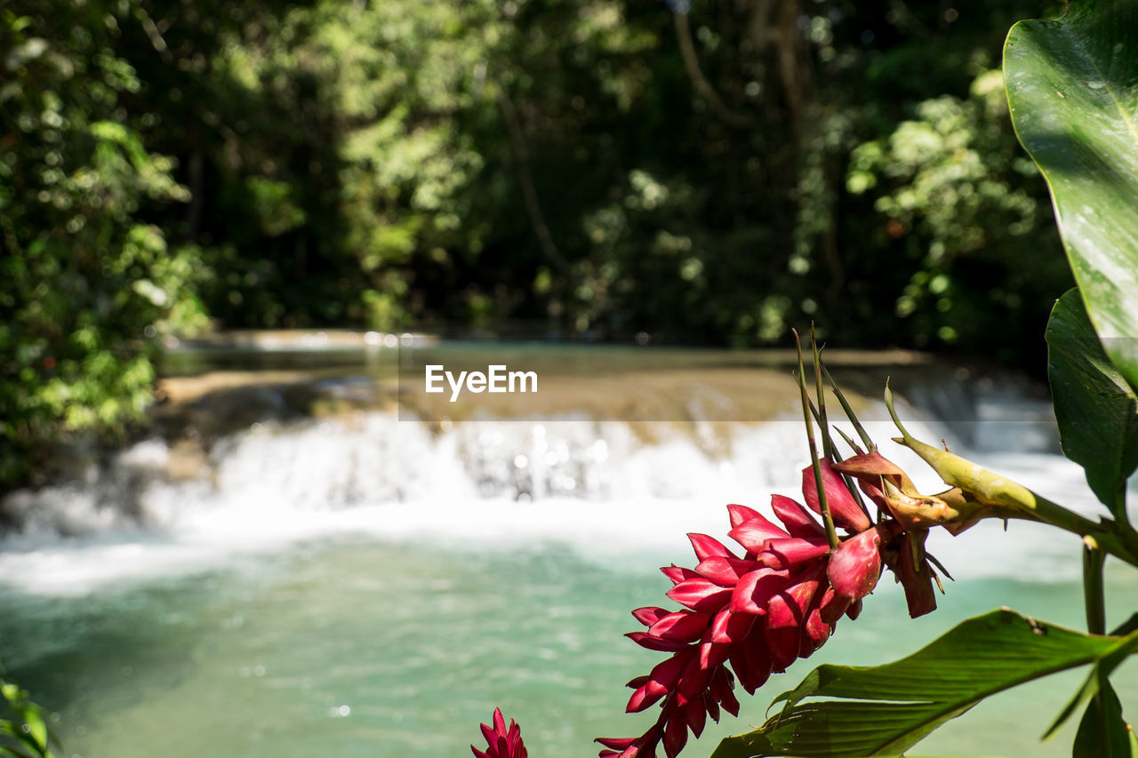 Close-up of red flower against blurred water