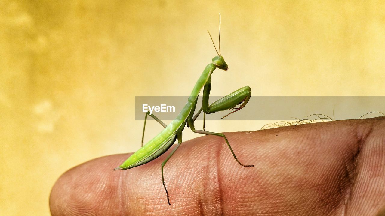 Cropped image of person holding mantis on finger