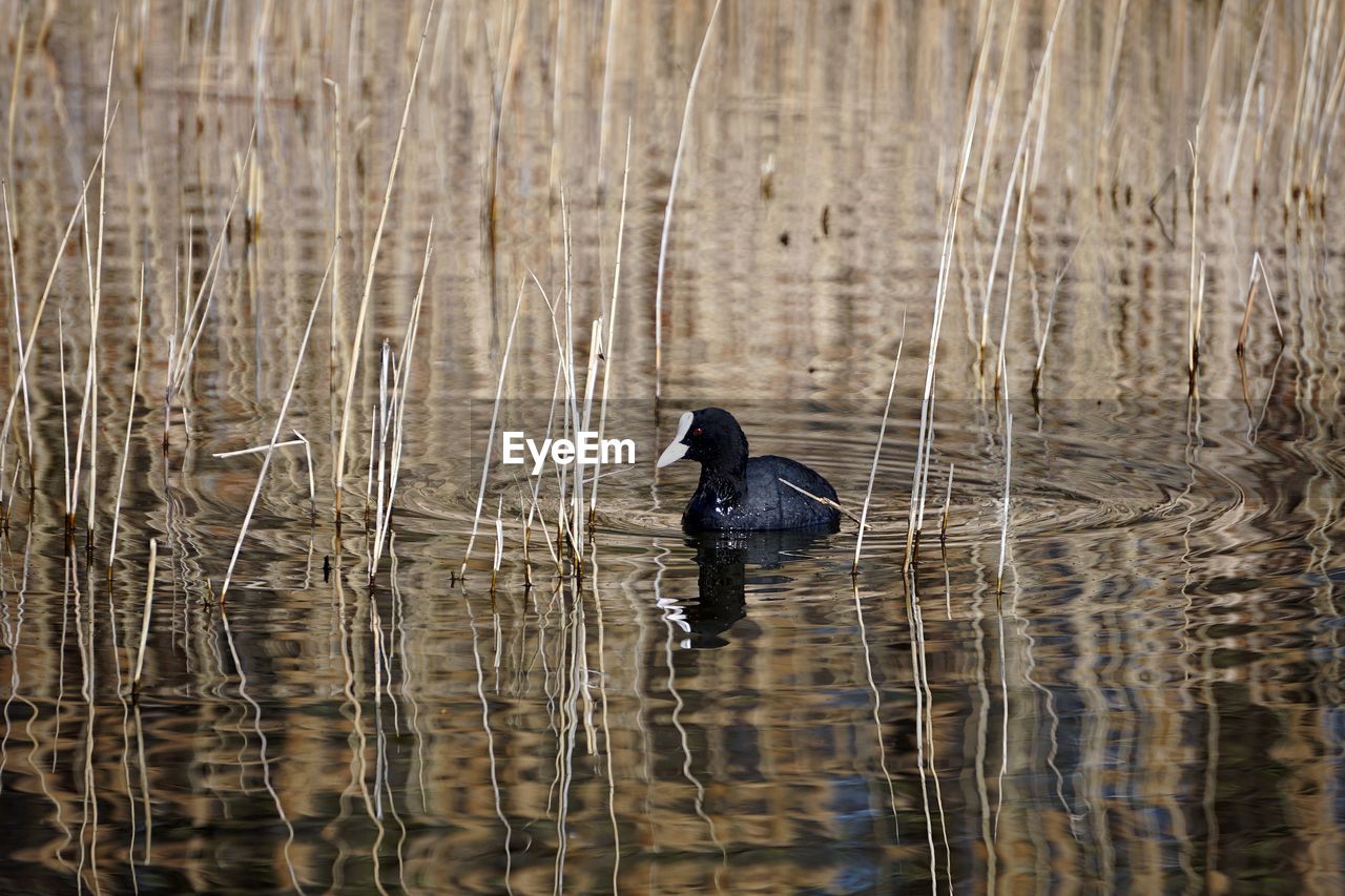 DUCK SWIMMING IN LAKE