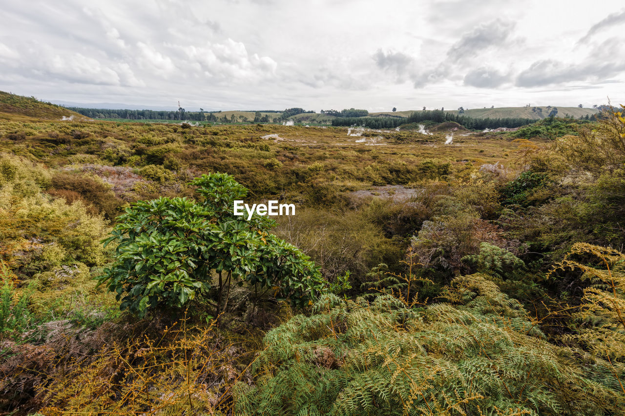 SCENIC VIEW OF GREEN LANDSCAPE AND MOUNTAINS