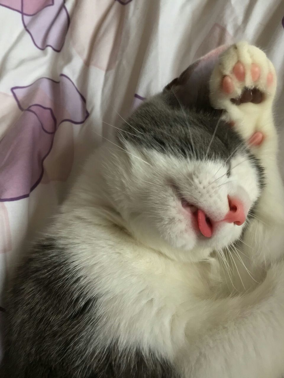 CLOSE-UP OF CAT SLEEPING ON HAND