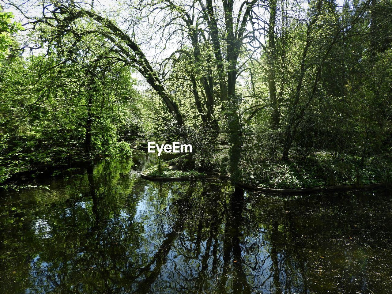 REFLECTION OF TREES IN LAKE WATER