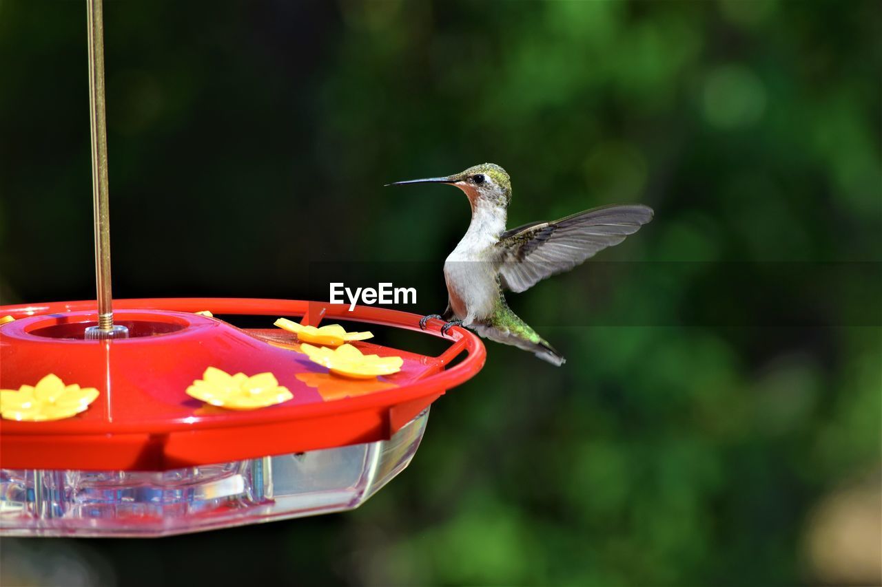 CLOSE-UP OF A BIRD FLYING OVER A BLURRED MOTION OF A YOUNG