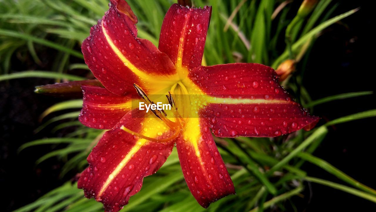 Close-up of wet red day lily