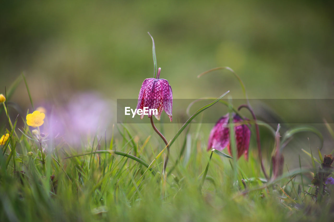 Snake's head fritillary fritillaria meleagris close-up view growing in field