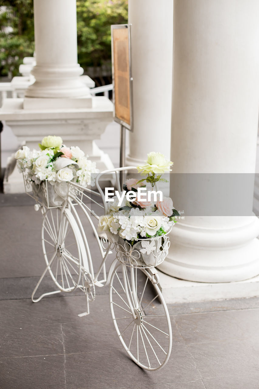 CLOSE-UP OF WHITE FLOWERING PLANT ON BICYCLE