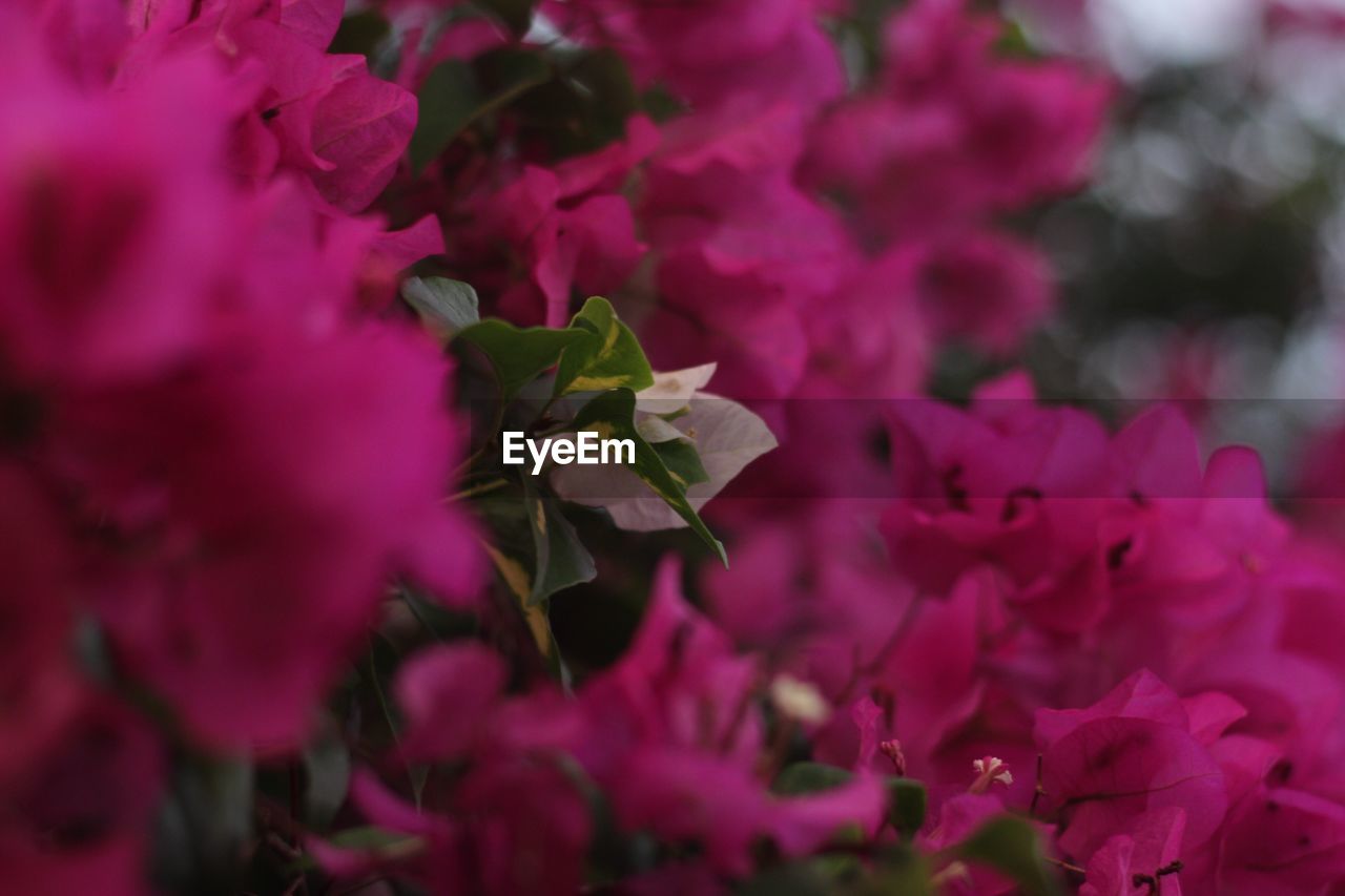 CLOSE-UP OF PINK ROSE BLOOMING OUTDOORS