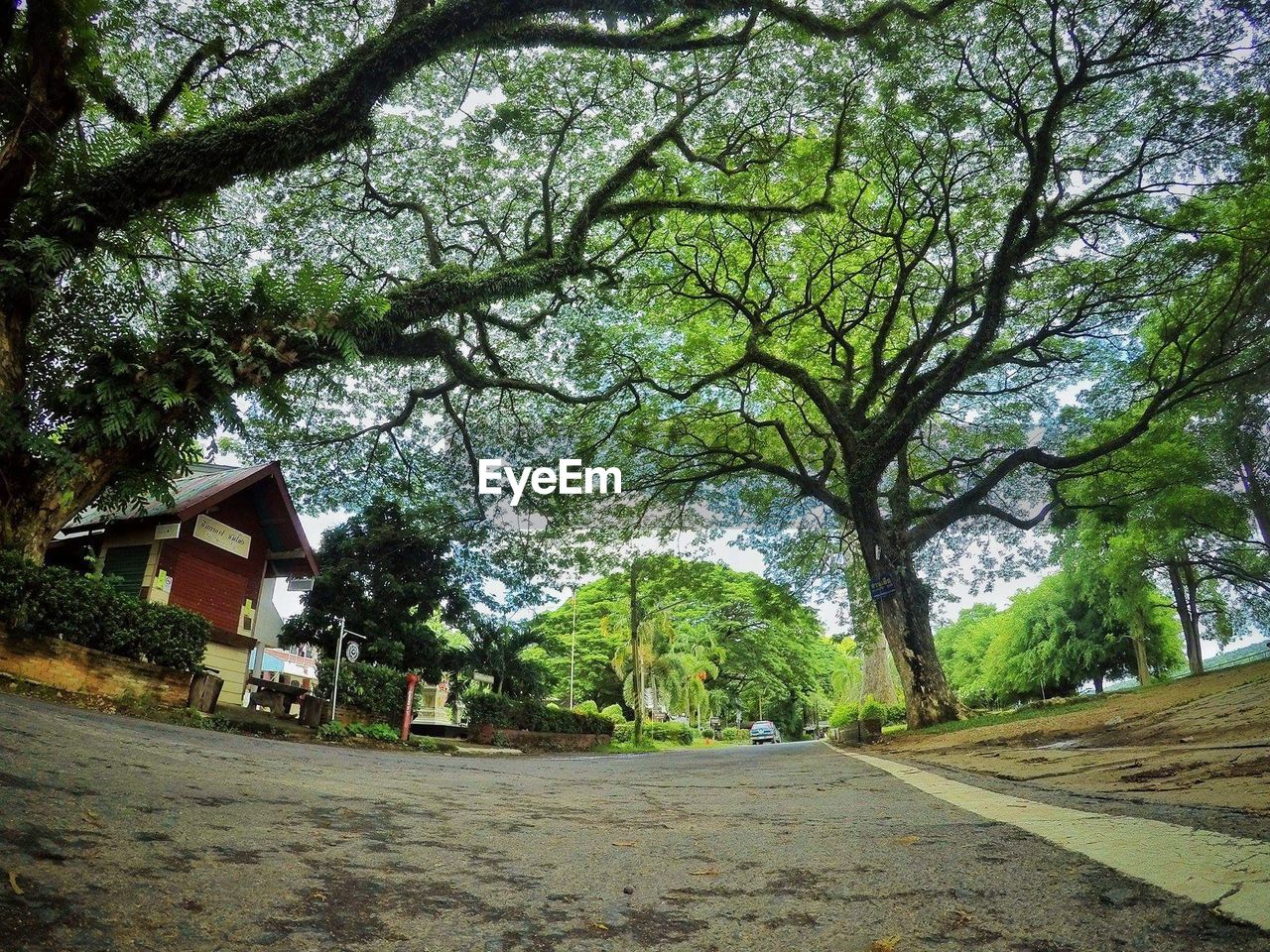 TREES BY ROAD AGAINST HOUSE