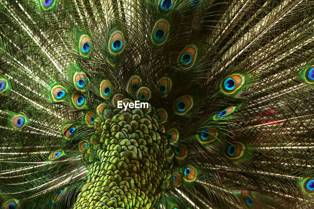 peacock, peacock feather, bird, fanned out, animal themes, animal, feather, animal wildlife, one animal, beauty in nature, showing off, wildlife, fashion accessory, showing, multi colored, dancing, blue, pattern, full frame, close-up, green, pride, animal body part, elegance, animal behavior, nature, spreading, flying, vibrant color, vanity, tail, day, outdoors, emotion, wing, animal's crest, backgrounds, animal head, spread wings