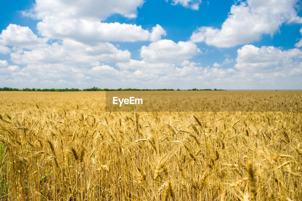 Golden wheat field ready for harvest with blue sky