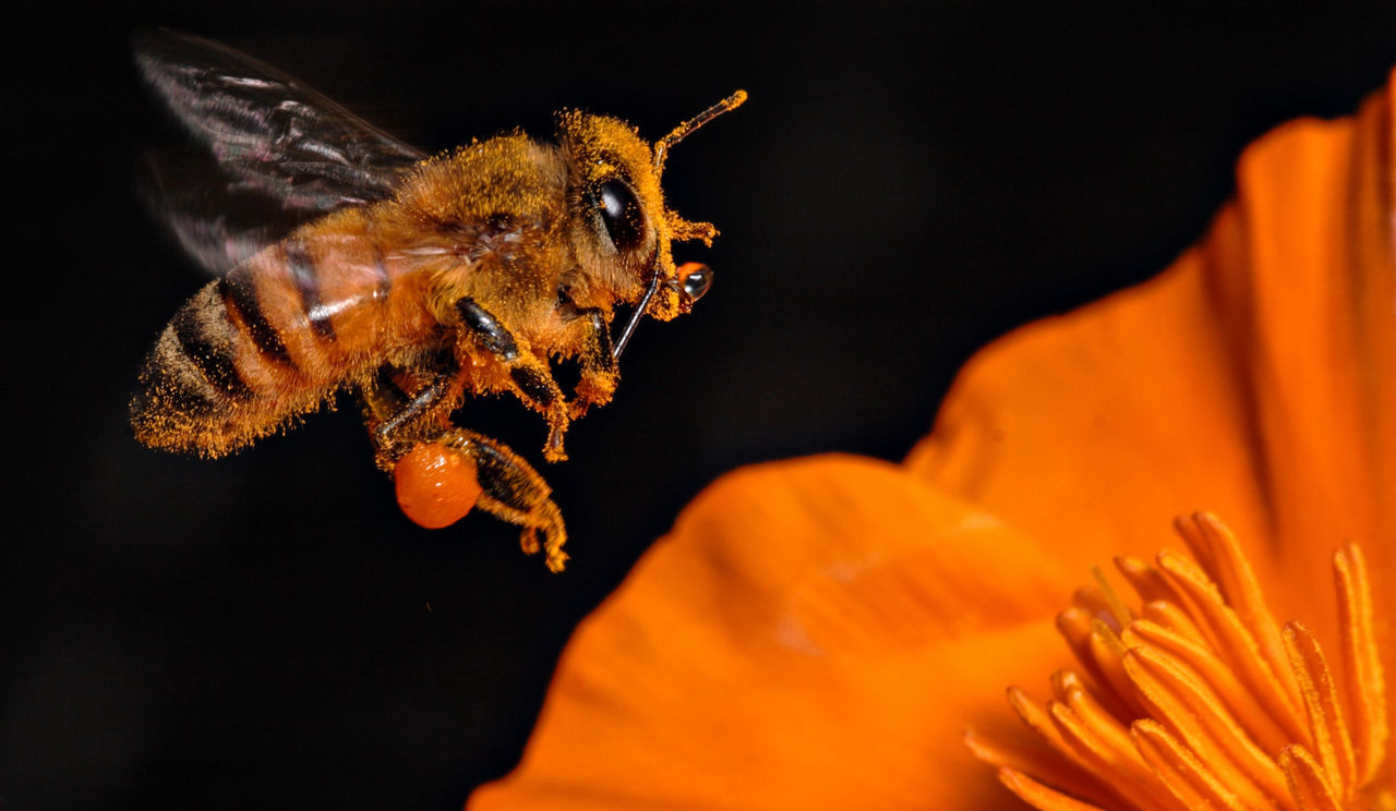 Close-up of bee buzzing by orange flower