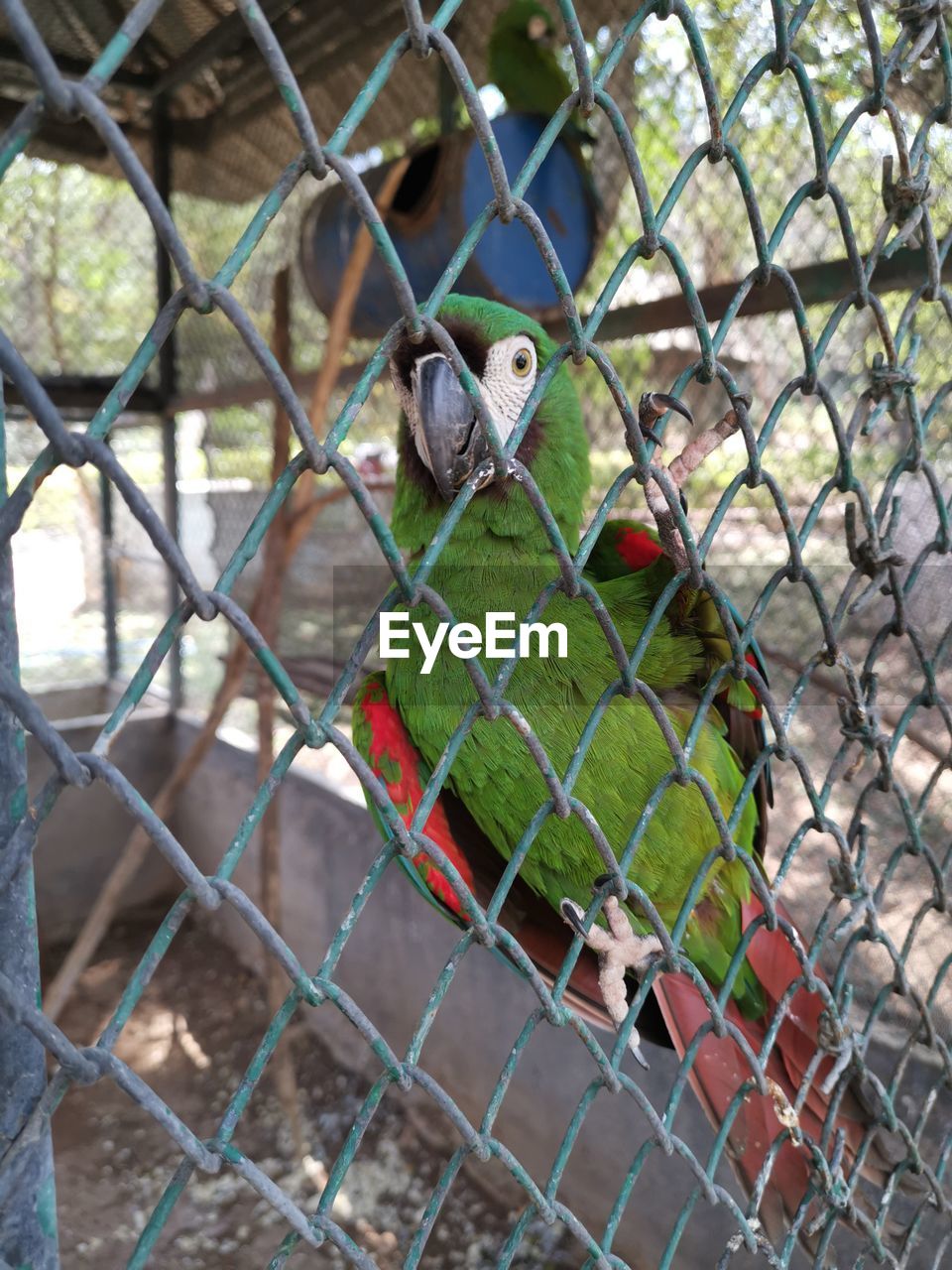 animal themes, animal, bird, pet, fence, parrot, animal wildlife, zoo, animals in captivity, chainlink fence, one animal, metal, cage, no people, wildlife, security, focus on foreground, day, protection, nature, outdoors, birdcage, close-up