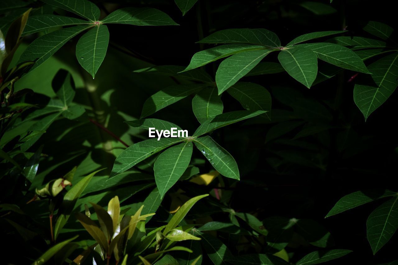 HIGH ANGLE VIEW OF FRESH GREEN LEAVES IN YARD