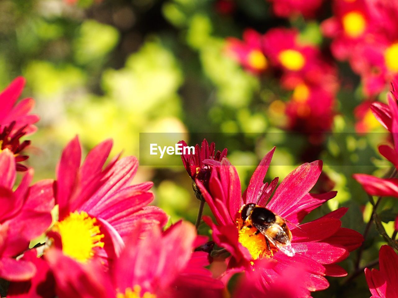 CLOSE-UP OF INSECT ON RED FLOWER