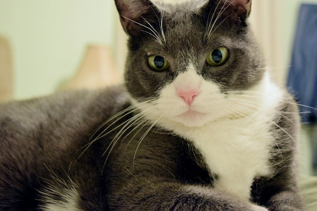 Close-up of portrait of cat relaxing at home