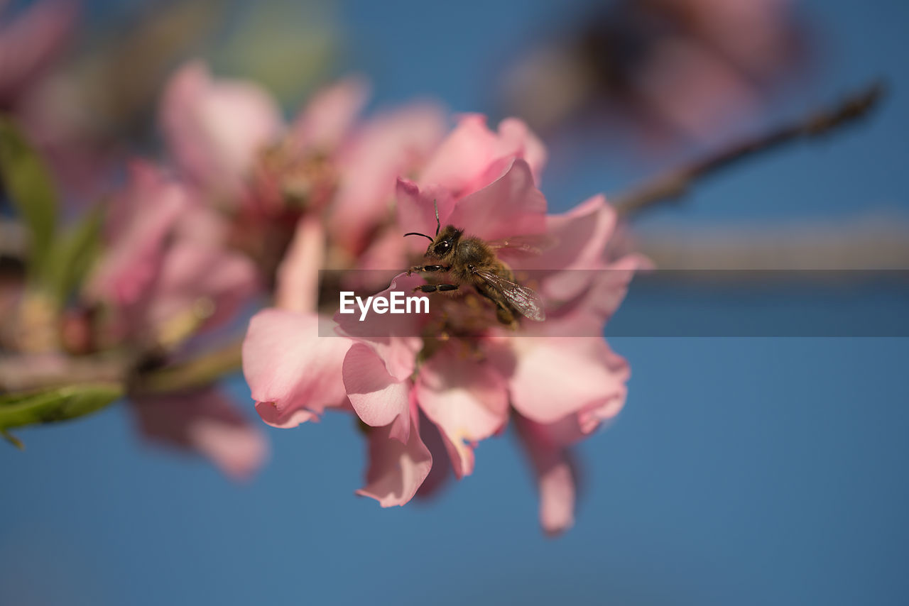Low angle view of bee pollinating on pink flower