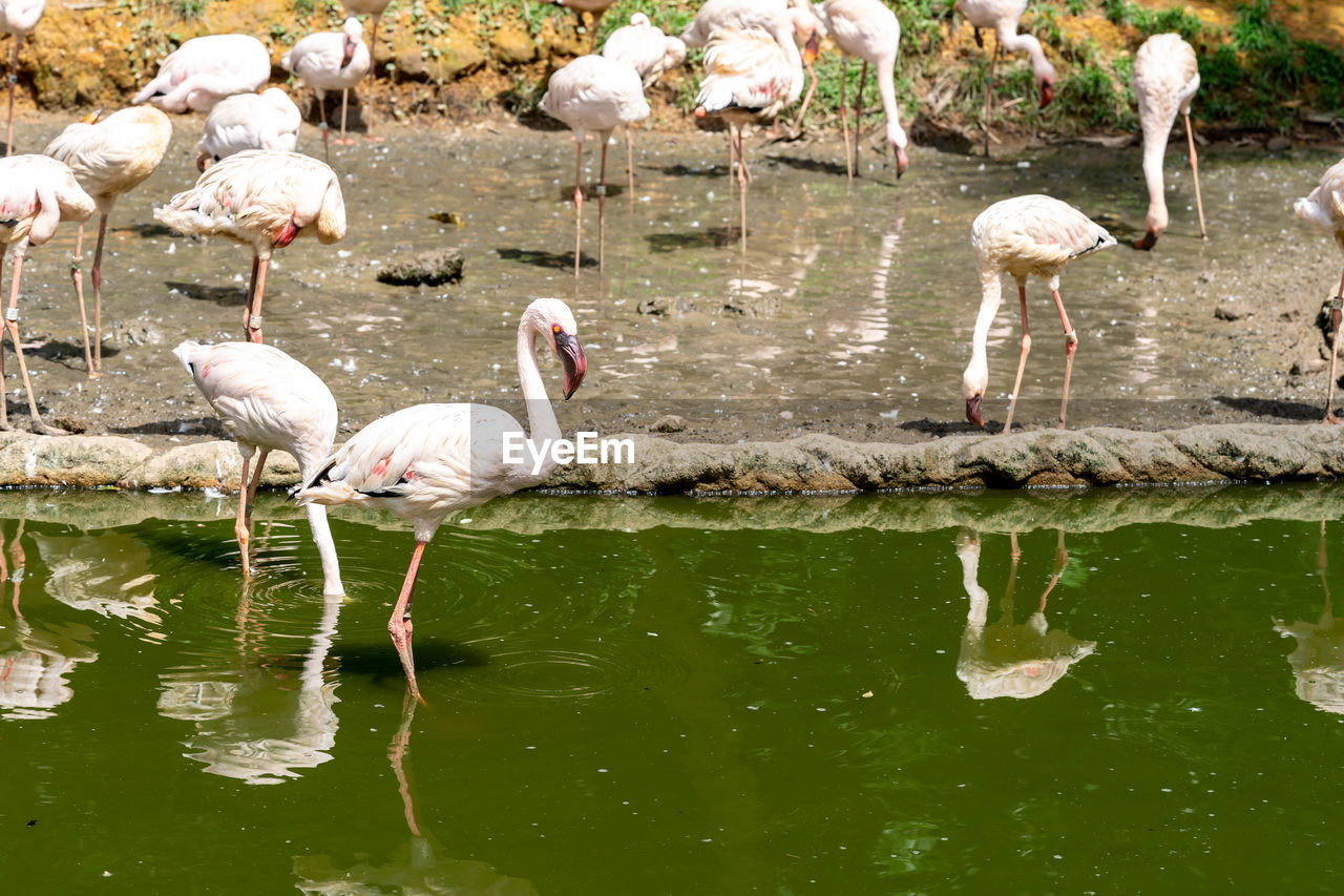 BIRDS IN LAKE