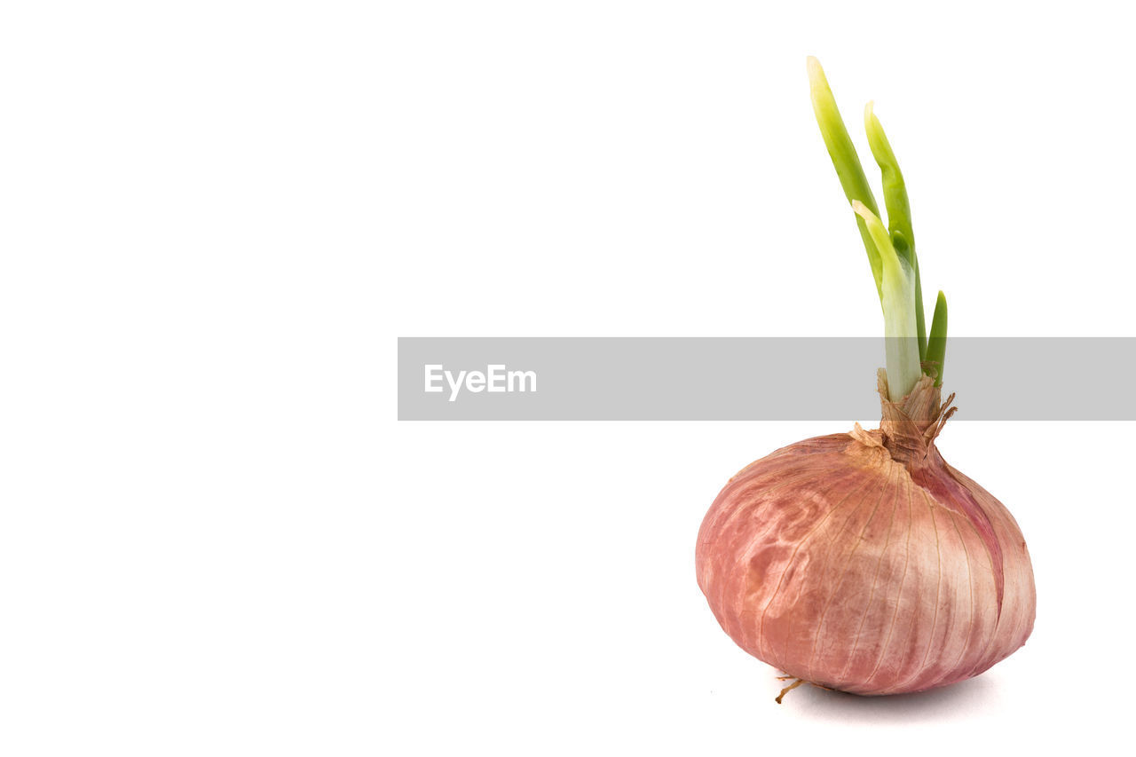 CLOSE-UP OF GARLIC AGAINST GRAY BACKGROUND