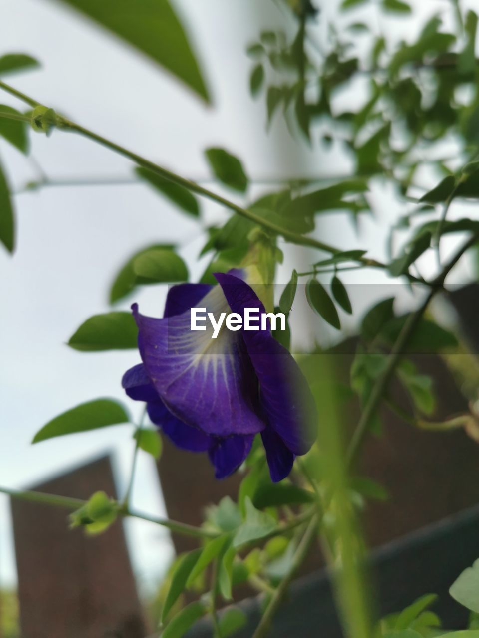 CLOSE-UP OF PURPLE FLOWER PLANT