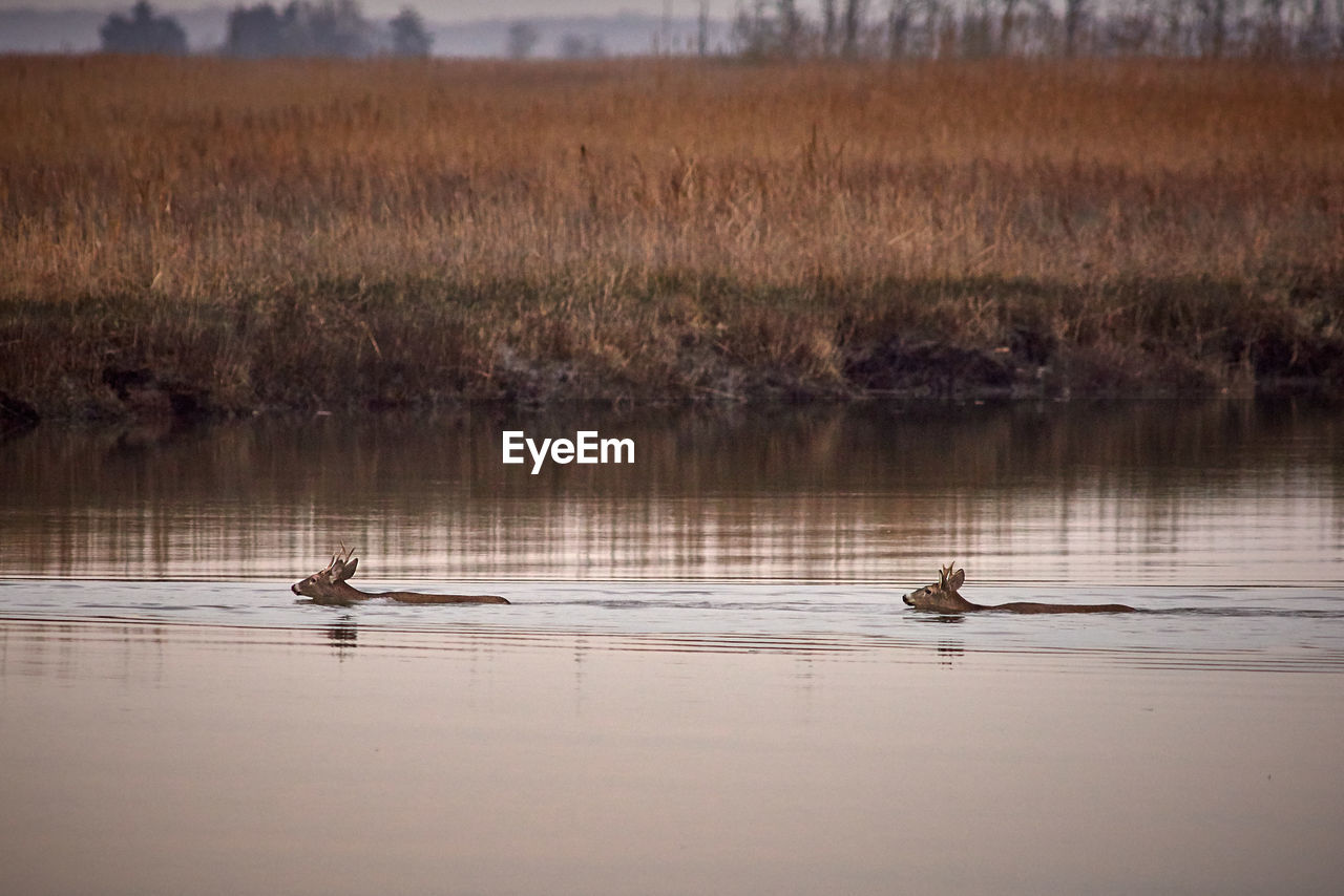 BIRDS SWIMMING IN LAKE