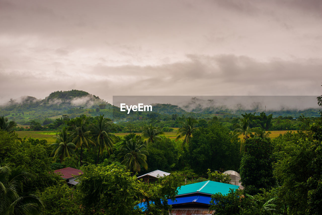 SCENIC VIEW OF TREES ON LAND AGAINST SKY