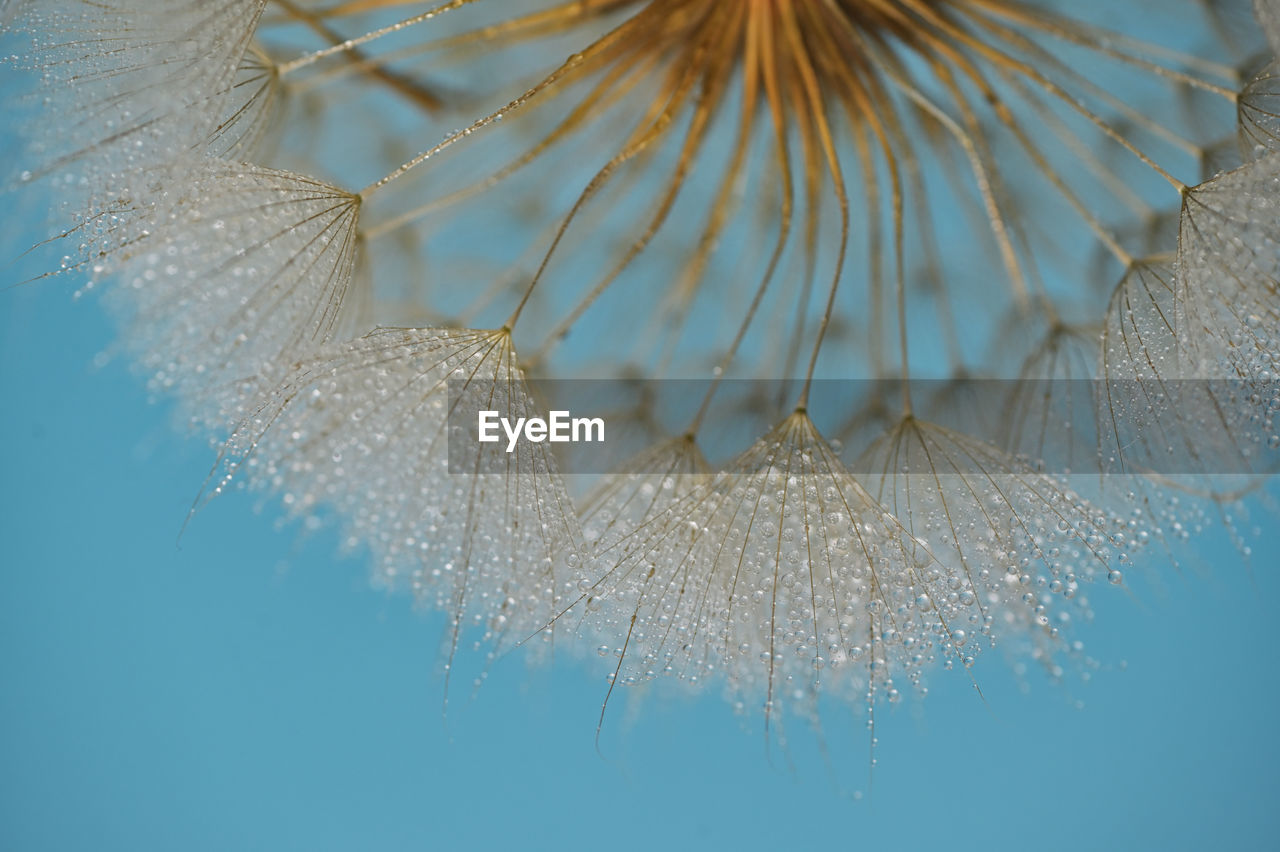 Closeup dandelion and dew drops, soft nature background