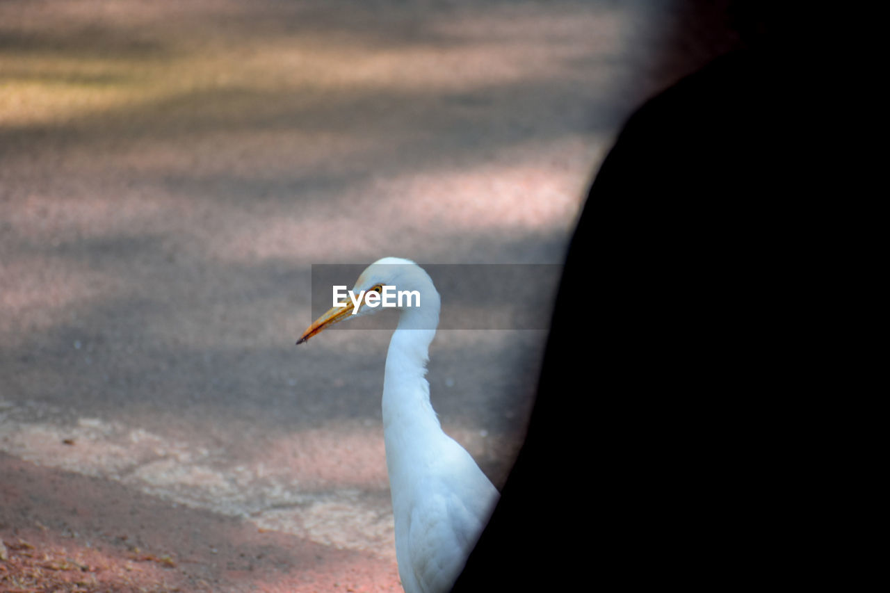 animal themes, bird, animal, animal wildlife, wildlife, one animal, beak, nature, side view, no people, day, outdoors, animal body part, water, close-up, focus on foreground, white