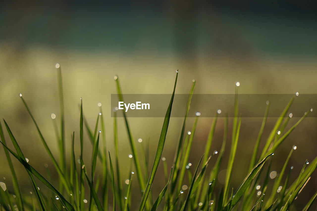 Close-up of wet grass on field during rainy season