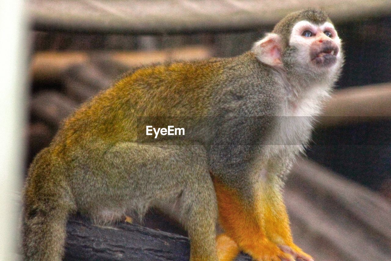 Squirrel monkey on branch