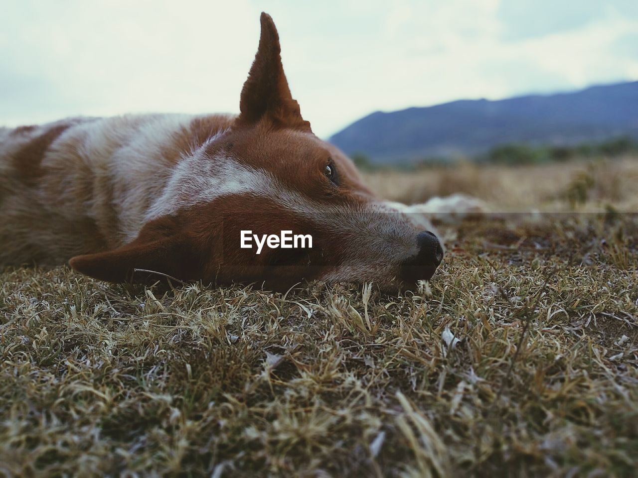 Dog relaxing on field