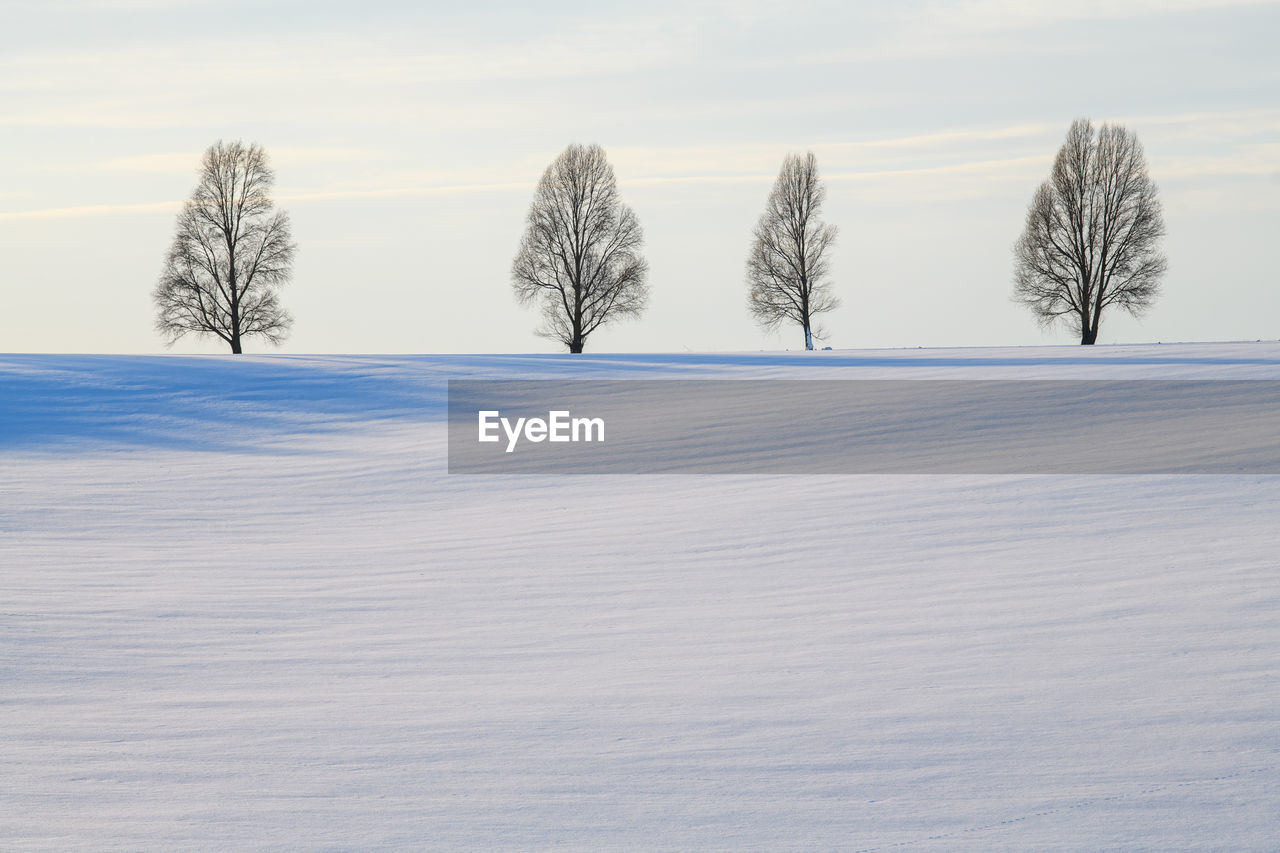 Four trees stand among an empty field in a thin snow cover on a background of light clouds