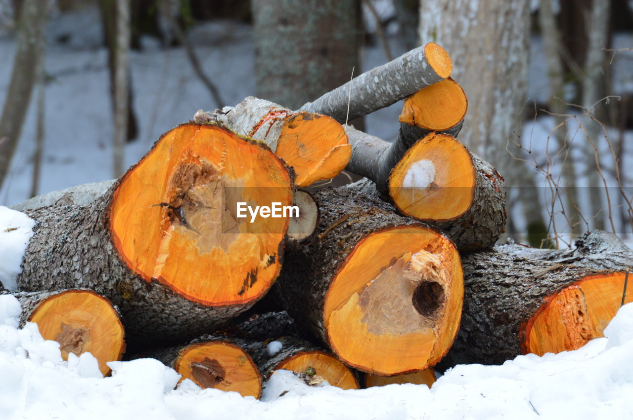 Pumpkins on wooden log in snow