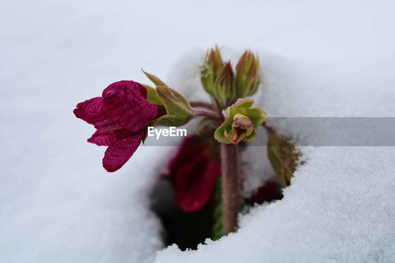 CLOSE-UP OF SNOW COVERED PLANT AGAINST SKY