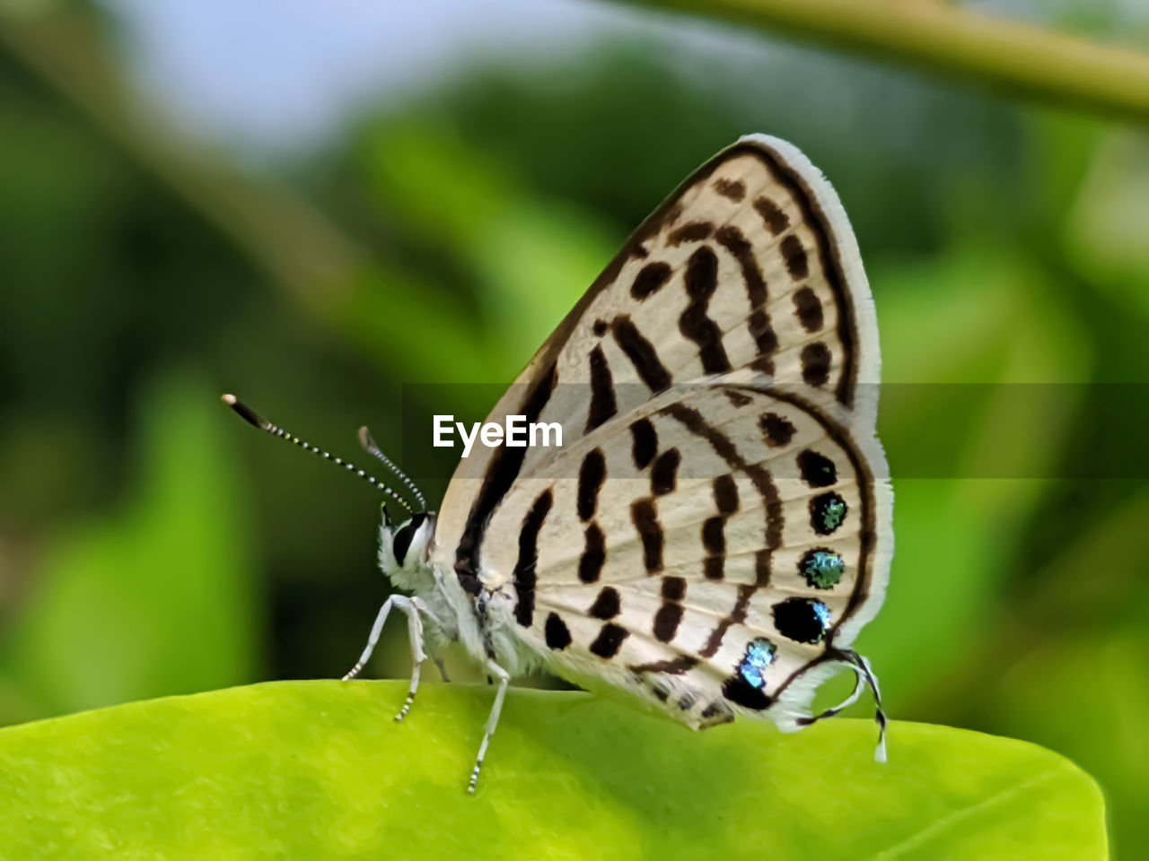 BUTTERFLY ON LEAF