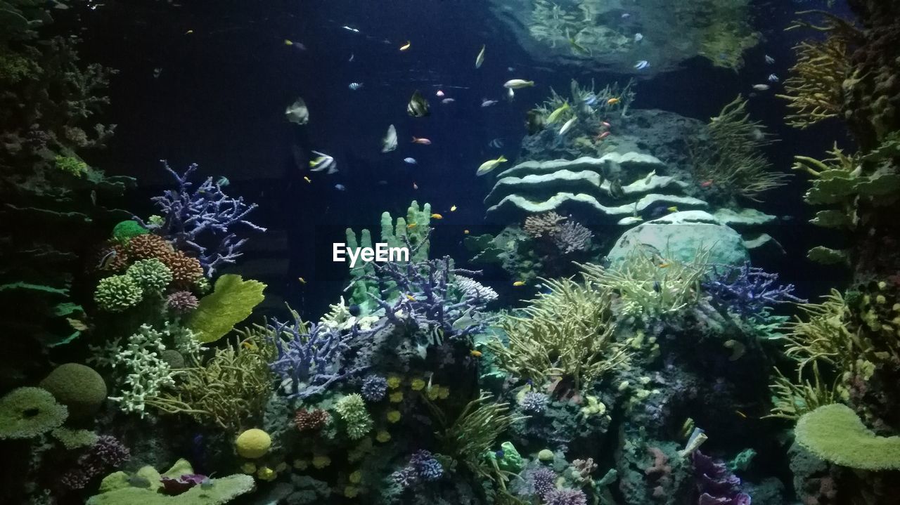 PLANTS GROWING BY CORAL