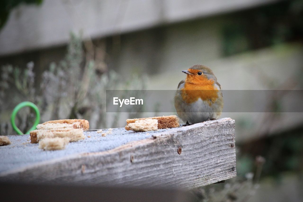 Close-up of robin perching on wood