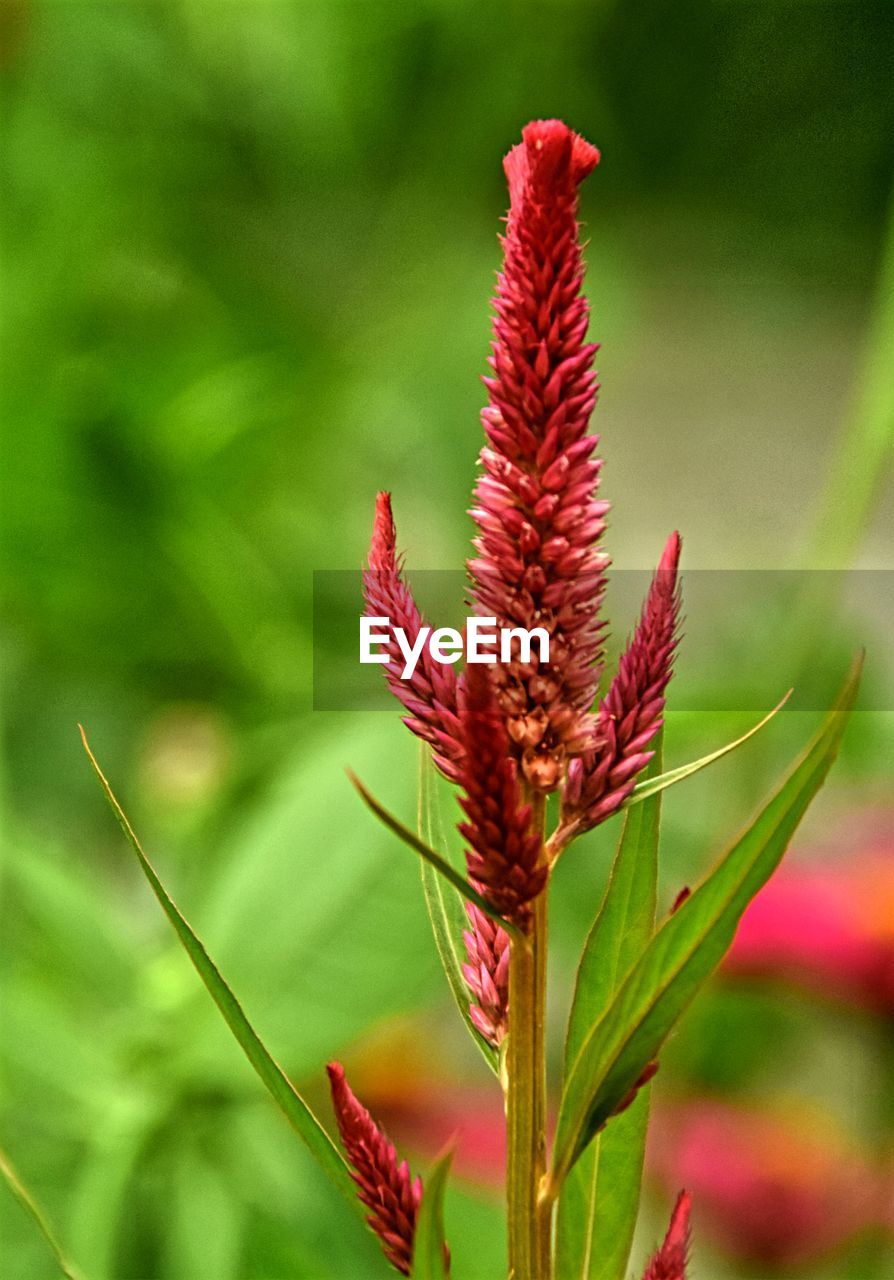 CLOSE-UP OF RED FLOWER ON PLANT