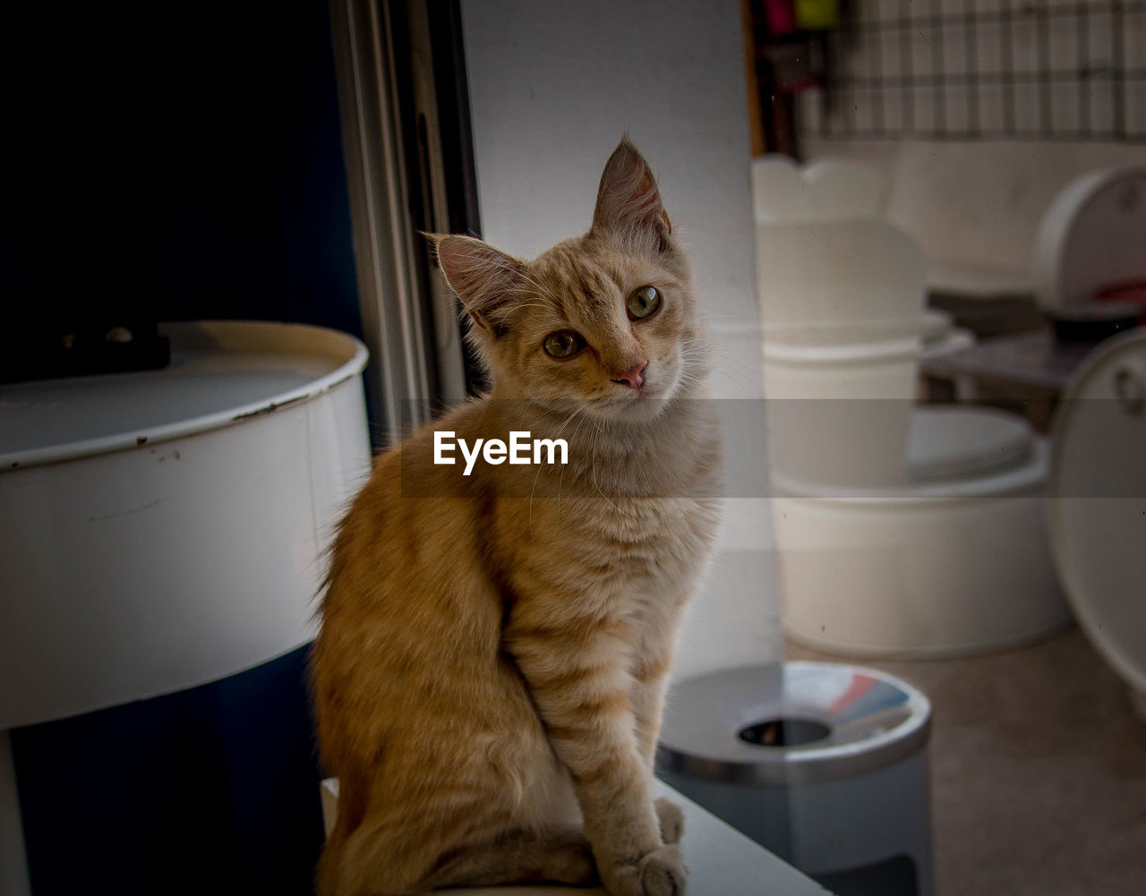 CAT SITTING IN KITCHEN