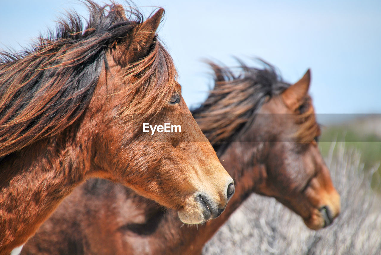 Profile of 2 chincoteague ponies. 